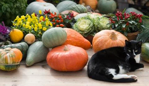 Cat on gardentable with pumpkin Stock Photos