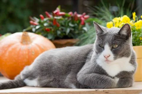 Cat on gardentable with pumpkin Fotos de archivo