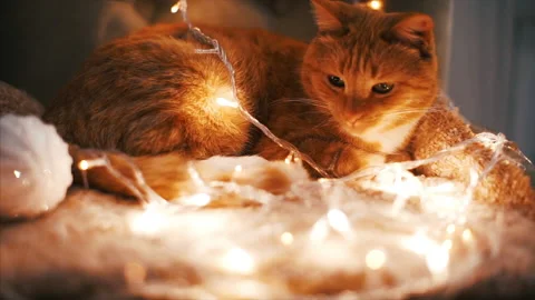 Cat in a garland Stock Footage 131378369