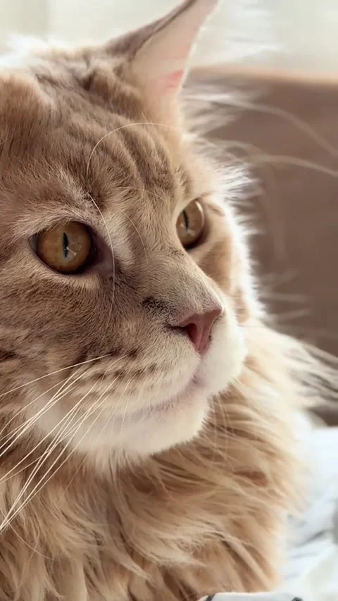 Cat gaze Stock Footage 315505753