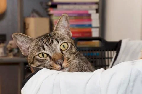 Cat gaze looking Stock Photos