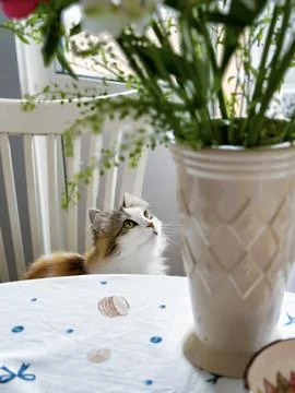Cat Gazing Up Stock Photos