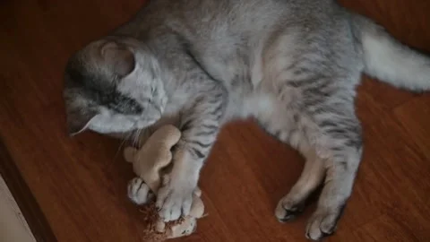 A cat gently interacts with a small stuffed animal on a wooden surface. The 스톡 동영상 337101517