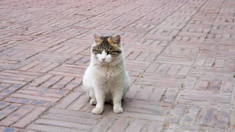 The cat gets up and walks towards you Stock Footage 197918713