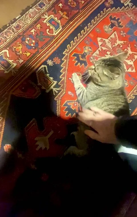 Cat Gets Angry With the Wrong Person, Parma, Italy - 28 Dec 2023 Stock Footage 260926551