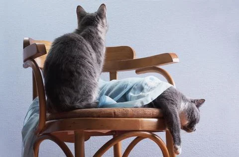 The cat gets bored next to another, lying, cat Stock-Fotos