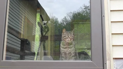 Cat gets excited over bird Stock Footage 5470945