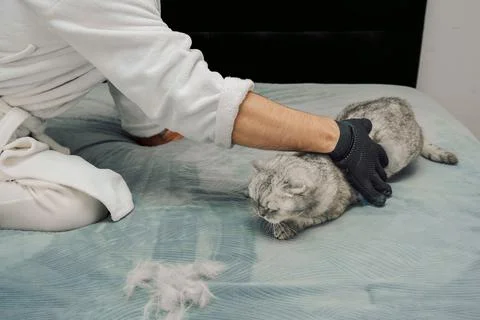 Cat gets groomed with a brush while lying  in  cozy indoor space during after Foto stock