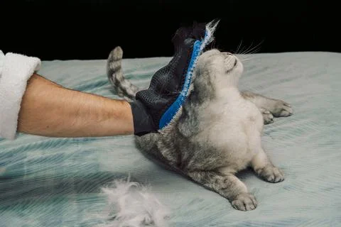 Cat gets groomed with a brush while lying  in  cozy indoor space during after Stock Photos