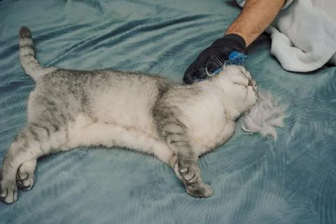Cat gets groomed with a brush while lying  in  cozy indoor space during after Stock Photos