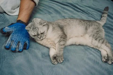 Cat gets groomed with a brush while lying  in  cozy indoor space during after Stock-Fotos