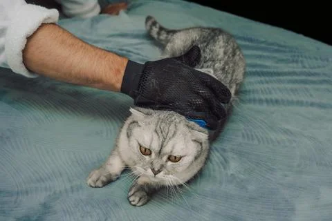 Cat gets groomed with a brush while lying  in  cozy indoor space during after Stock Photos