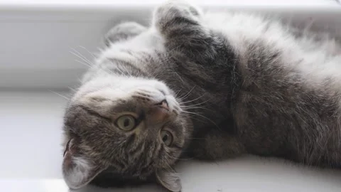 Cat gets hot in summer day. Cat lays on his back on a window seal. Video stock 245645006