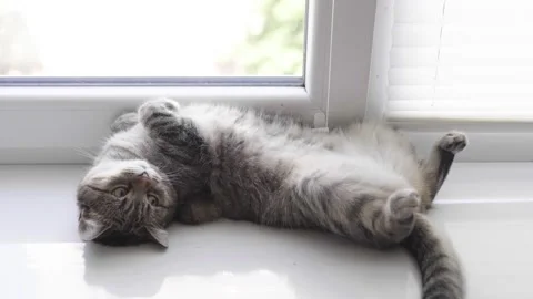 Cat gets hot in summer day. Cat lays on his back on a window seal. Stock Footage 245645071