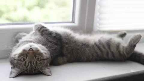 Cat gets hot in summer day. Cat lays on his back on a window seal. Stock Footage 245645079