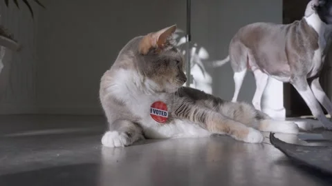 Cat gets i voted sticker dog in background Stock Footage 292911719