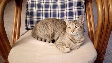 Cat that gets scared and runs away Vídeo Stock 224135357