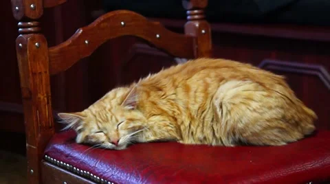 Cat gets scared. Stock Footage 49738867