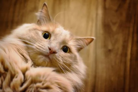 Cat gets a selfie Stock Photos