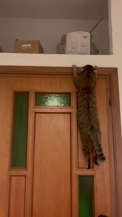 Cat Gets Stuck Climbing Door, italy - 12 Jan 2026 Stock Footage 327680043