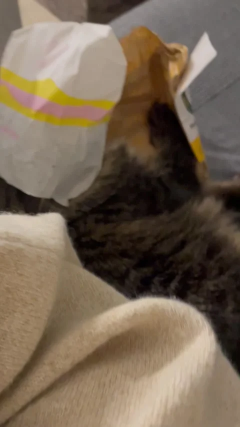 Cat Gets Trapped In Toast Wrapper, Monza, Italy - 24 Nov 2024 Stock Footage 296657984