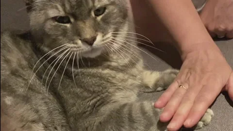 Cat gets the upper Hand Stock Footage 137083477