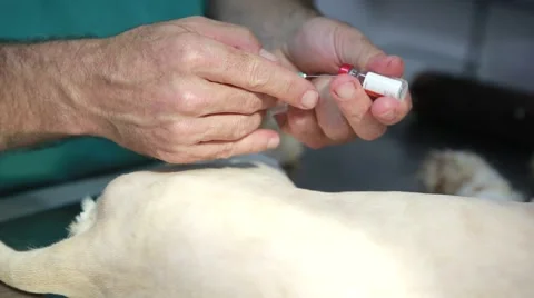 Cat gets veterinary vaccine Vidéo 62798793