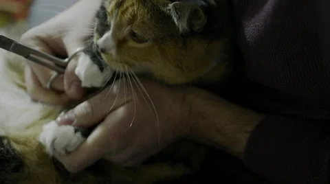 Cat getting her nails trimmed Stock Footage 47492212