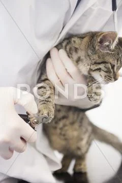 Cat Getting Nail Trim By Veteranian In Clinic