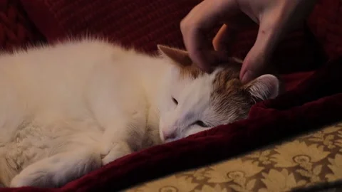 Cat Getting Pet on Red Couch Stock Footage 169974375