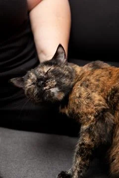 Cat getting scratched Stock Photos