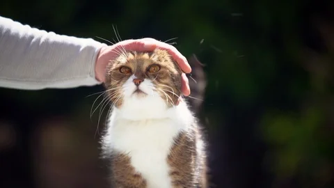 Cat getting stroked by male hand Stock Footage 129444824
