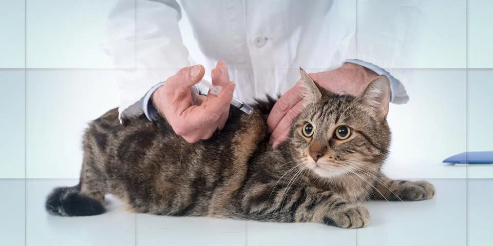 Cat getting a vaccine, geometric pattern Foto stock