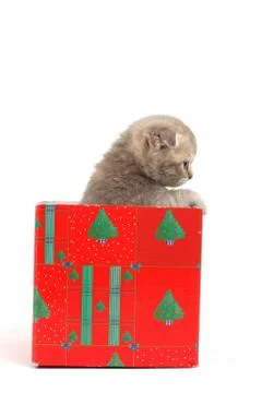 Cat in gift box Stock Photos