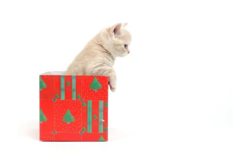 Cat in gift box 写真素材