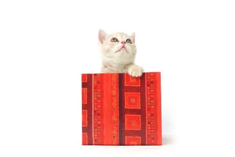 Cat in gift box Stock Photos