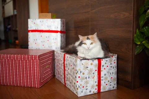 Cat on a gift box Stock Photos