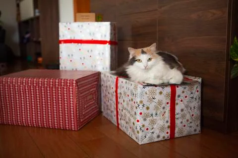 Cat on a gift box Foto stock