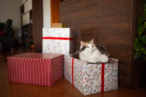 Cat on a gift box Stock Photos