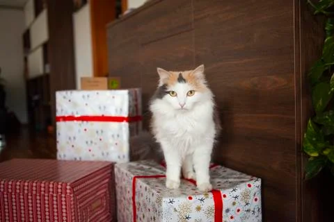 Cat on a gift box Stock Photos