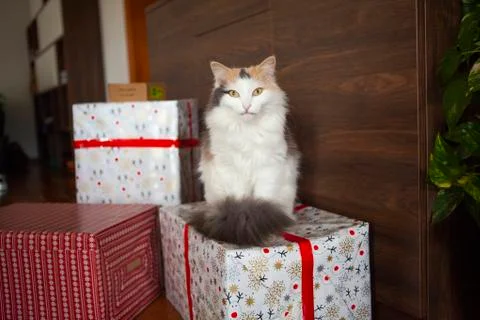 Cat on a gift box Stock Photos