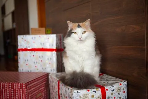 Cat on a gift box Stock Photos