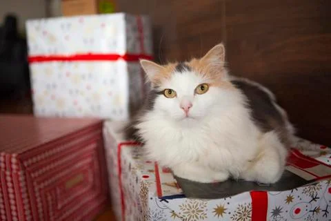 Cat on a gift box Stock Photos