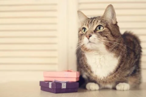 Cat with gifts Stock Photos