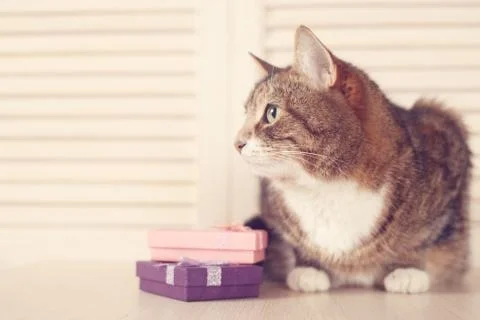 Cat with gifts 库存照片