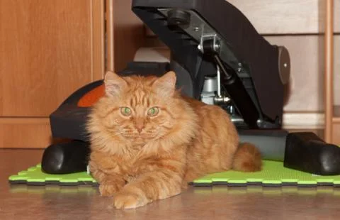 Cat ginger athlete Foto stock