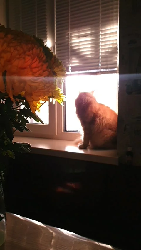 Cat Ginger Cat on Windowsill with Flowers in Sunlight Stock Footage 296076125