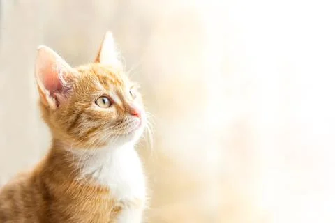 Cat with ginger fur is sitting on window Stock Photos