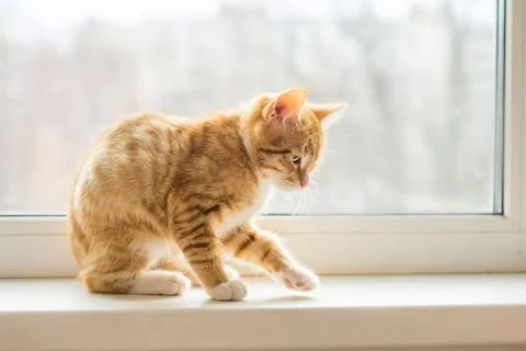Cat with ginger fur is sitting on window Stock Photos
