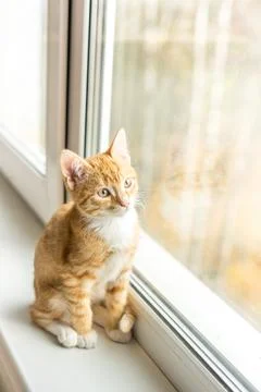 Cat with ginger fur is sitting on window Stock Photos